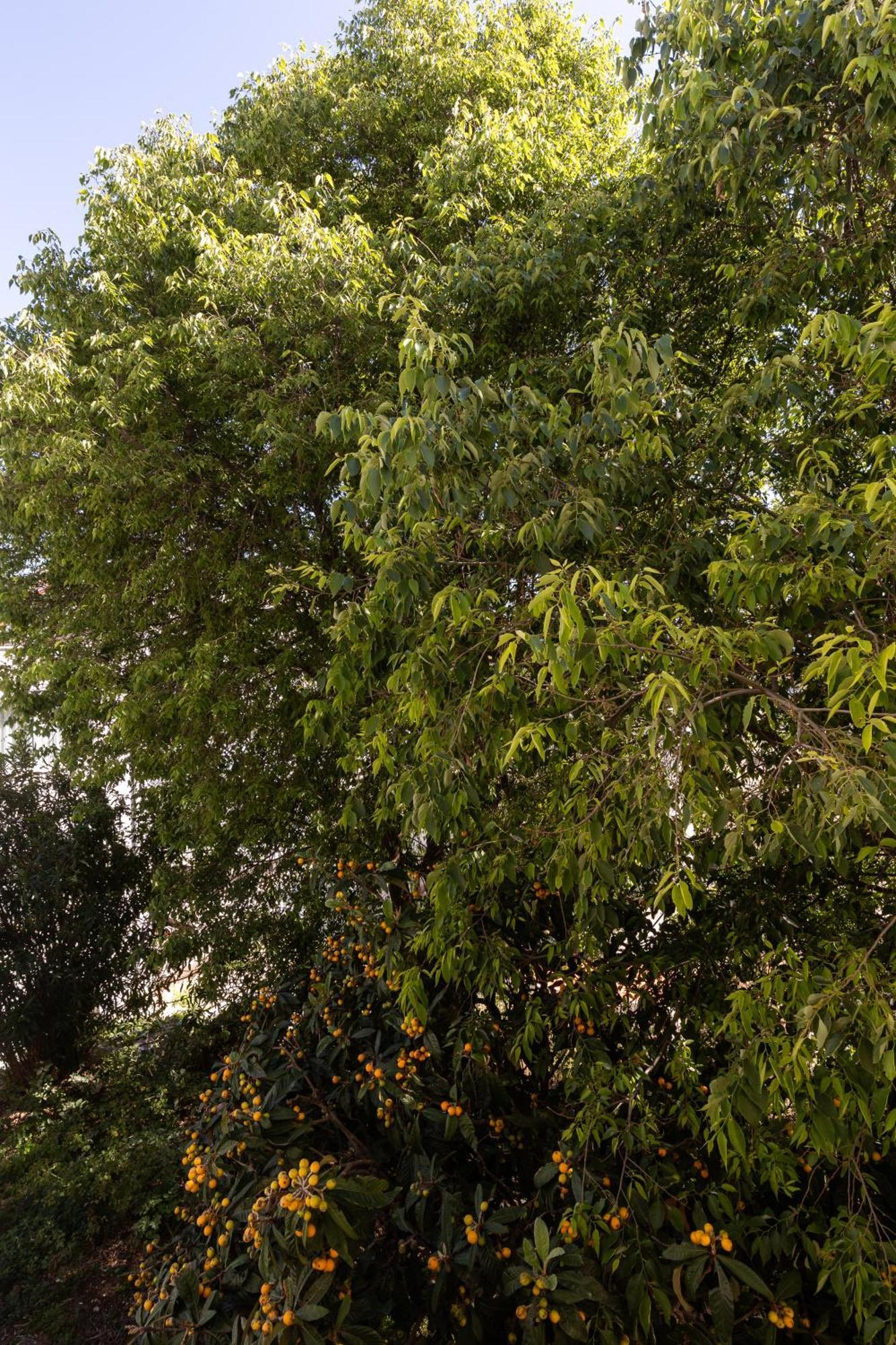Bliss Apartment Near Bellevue Beach Ντουμπρόβνικ Εξωτερικό φωτογραφία